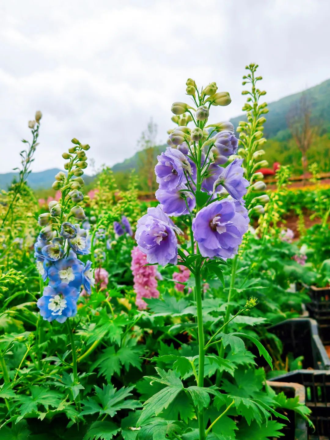 “蔓派花谷”梦幻花海浪漫上线！_抖圈水洞风物区