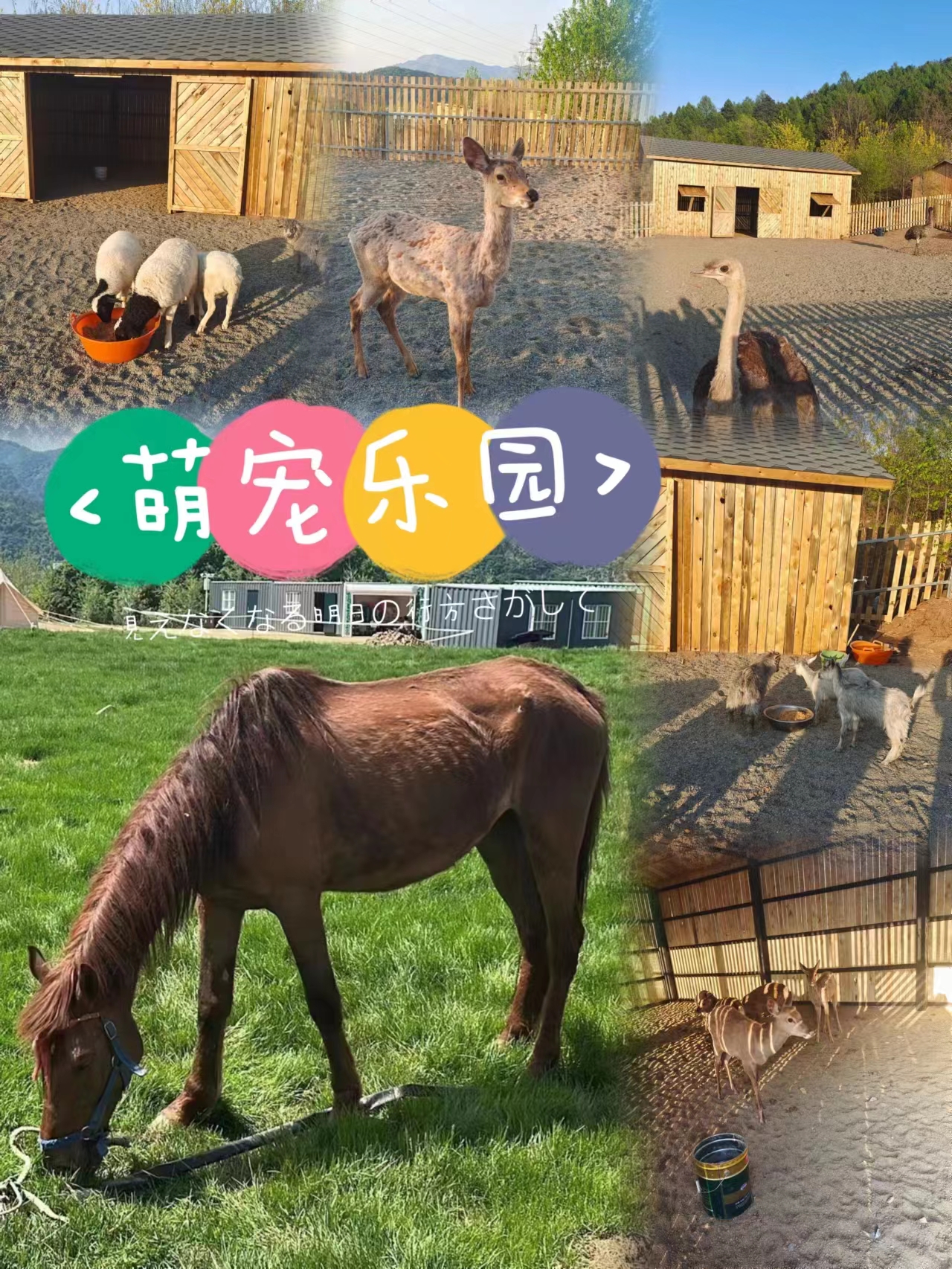 “蔓派花谷”梦幻花海浪漫上线！_抖圈水洞风物区